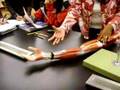 Gross-anatomy-of-the