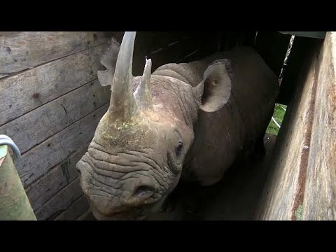 Kenia: Neues Heimat für Spitzmaulnashörner