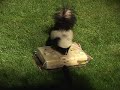 Skunk Playing With the Feeder! [Backyard Bag Feeder Project]