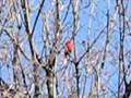 Cardinal Singing