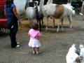 Cecilia Gambino - Allo zoo