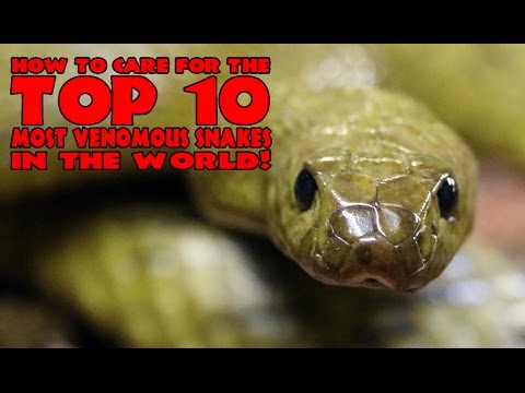 YouTube reptile video