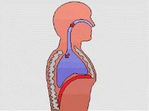 dizzo95 - Breathing The body's breathing apparatus is enclosed in an expansile bony cage, formed by the ribs, the spinal column and the sternum. The floor of the cage ...