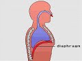 How the Body Works : Breathing