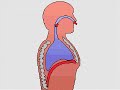How the Body Works : Breathing Lungs and Breathing