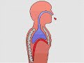 How the Body Works : Breathing