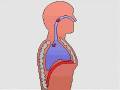 How the Body Works : Breathing