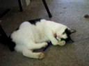 Zell the Cat Playing