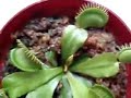 Planta Carnivora