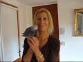 Thierry and Annie-Christine have two lovely parrots, an Amazonian Green and an African Grey. The African grey did a bunk a week ago, and after five days of liberty was fortunately retrieved. He is still a bit dazed in this video.