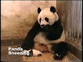 Panda Mastercard