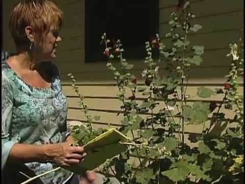 how to transplant elephant bush