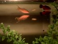 Fresh water fish tank