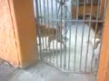 perro loco (crazy dog) perro loco (crazy dog)