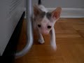 Cornish Rex Kittens Fighting!