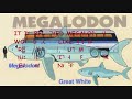 The Megalodon Shark