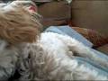 Sleep Stache
