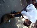 Tigon Cubs