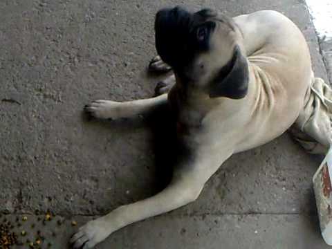 bullmastiff