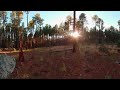 Hike the Pine Forrest during Golden Hour (360°4K)