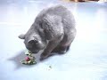 ??????????????????Nyanta and Radish ??????????????????Nyanta and Radish