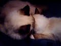 Ragdoll Katzen beim Schmusen Ragdoll Katzen beim Schmusen