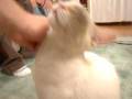 videos de Ruddager Demands Intermission