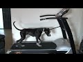Bailey Treadmill