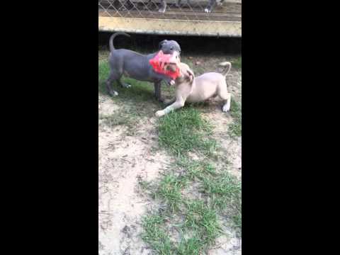Big blue male pit bull for sale