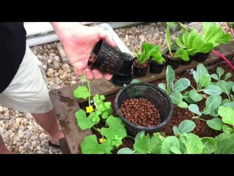 how to transplant into aquaponics
