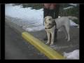 Guide-Dog-Training-G