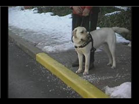how to train guide dogs