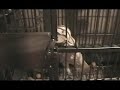 Escaping Cockatoo