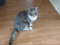 Котэ в говно.avi