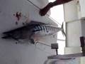 Cavala Wahoo Fernando Noronha