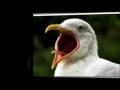 videos de Challenge photo Bruit