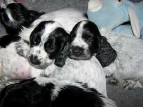 Cocker Spaniel puppies