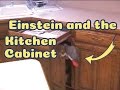 Einstein and the Kitchen Cabinet