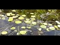 Bootsmannetje stoort met salto eierleggen azuurwaterjuffers Bootsmannetje stoort met salto eierleggen azuurwaterjuffers