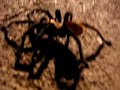Tarantula in our backyard