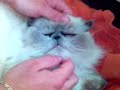 Miau