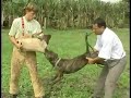 Treino de Pit Bull