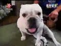 English Bulldog enjoys duct tape