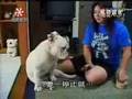 English Bulldog enjoys duct tape