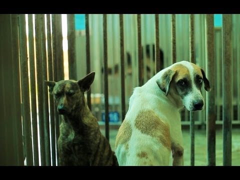 【十二夜】Twelve Nights名人訪談_領養篇 11月29日上映