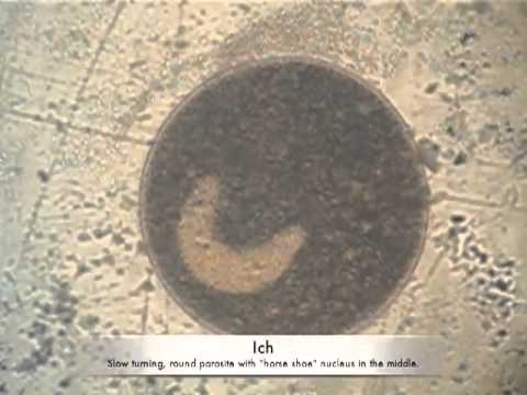 how to treat koi parasites