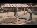 Alligator Farm Video - "Gatorama Alligator Farm - Feeding and More"