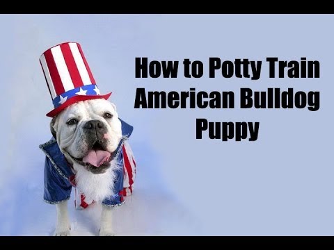 how to train an american bulldog