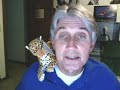 Leopard blazes out of the gate.