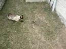 Choochoo got a field mouse! Part 2 Choochoo got a field mouse! Part 2